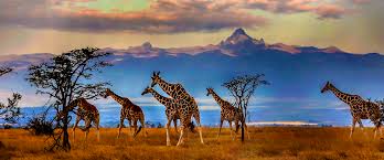 Kenya Tours & Safaris